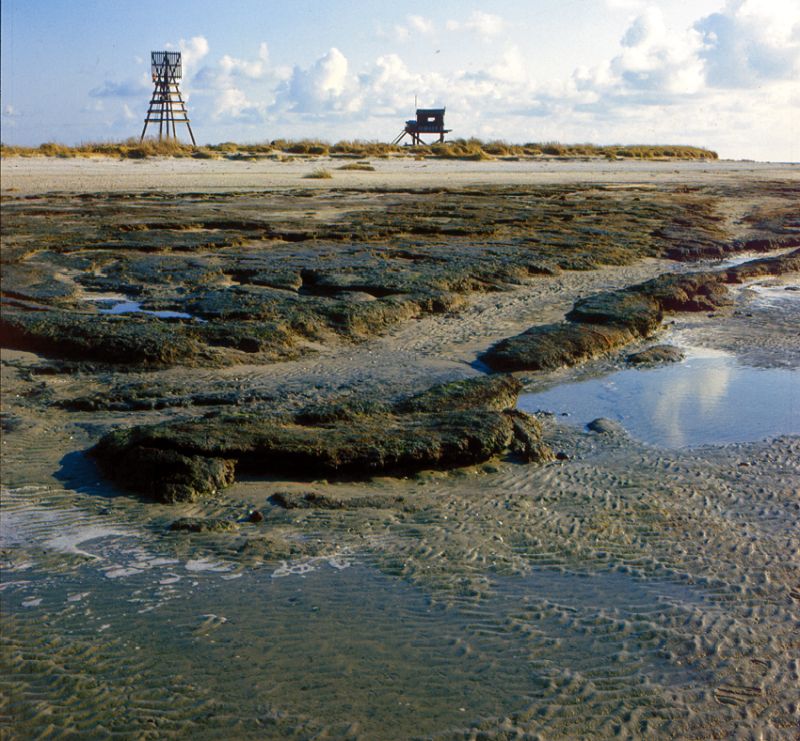 Nood aan bescherming | © Ecomare