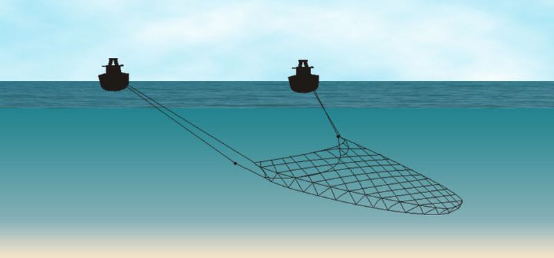 Twin trawling Twin trawling | © Ecomare