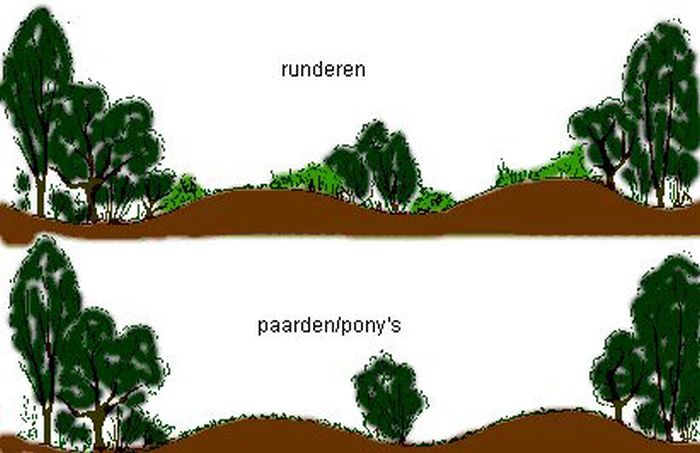 Verschillen begrazing van runderen en paarden | © Ecomare, Gerbrand Gaaff