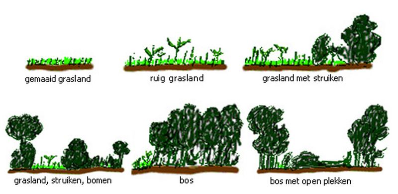 Succesie | © Ecomare, Marike van der Paauw en Gerbrand Gaaff