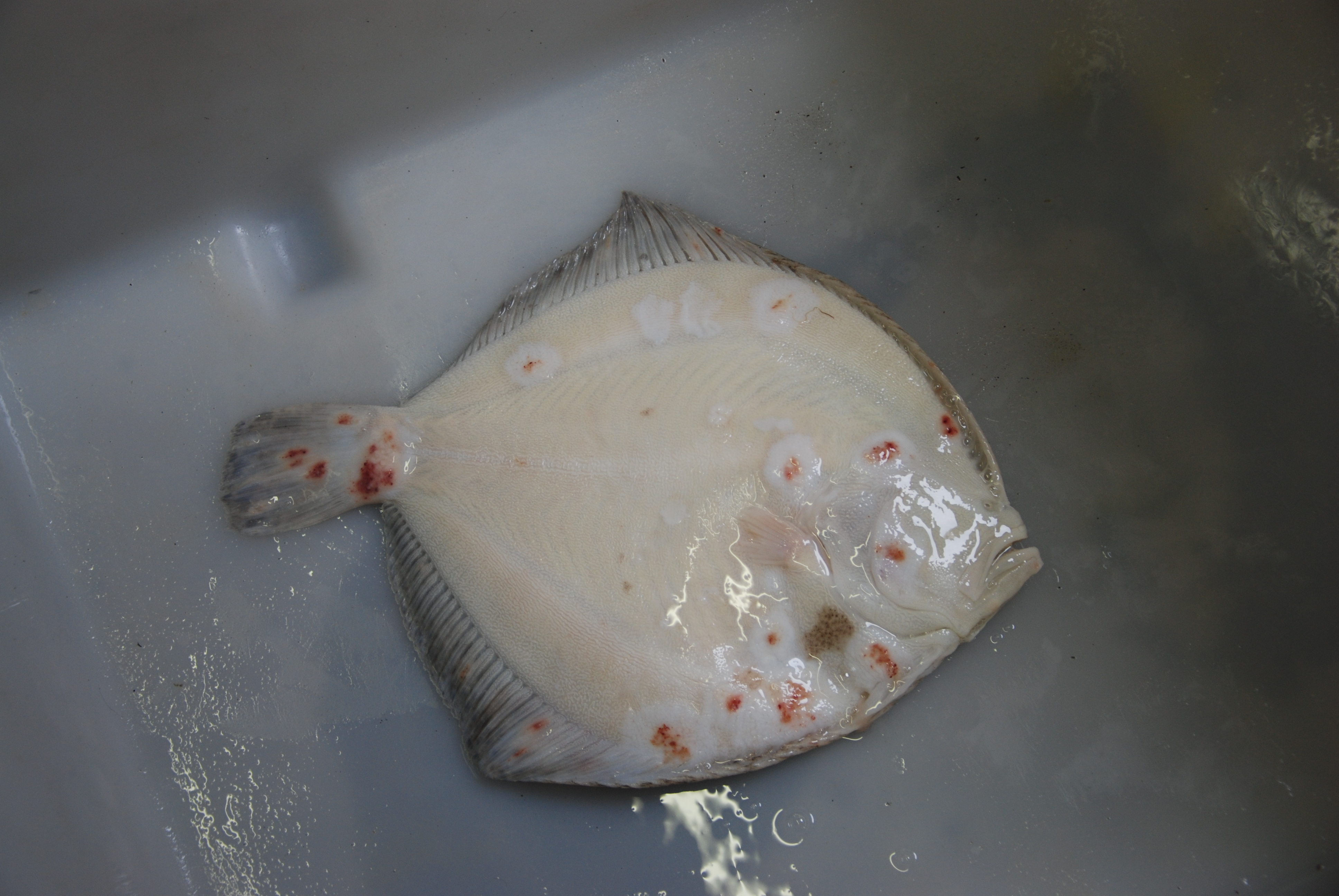 Tarbot met roodloopziekte | © Ecomare