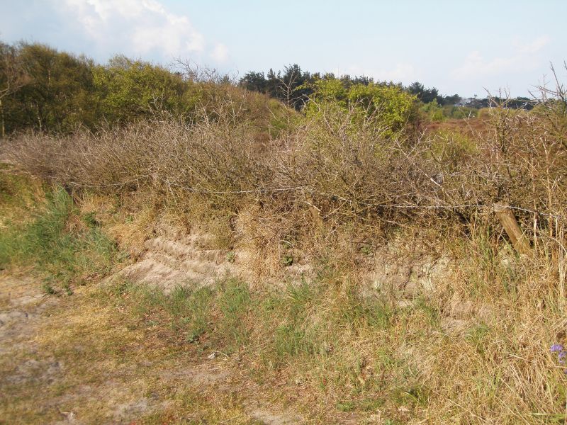 Tuinwal met Duindoorn Tuinwal met Duindoorn | © Foto Fitis, Sytske Dijksen