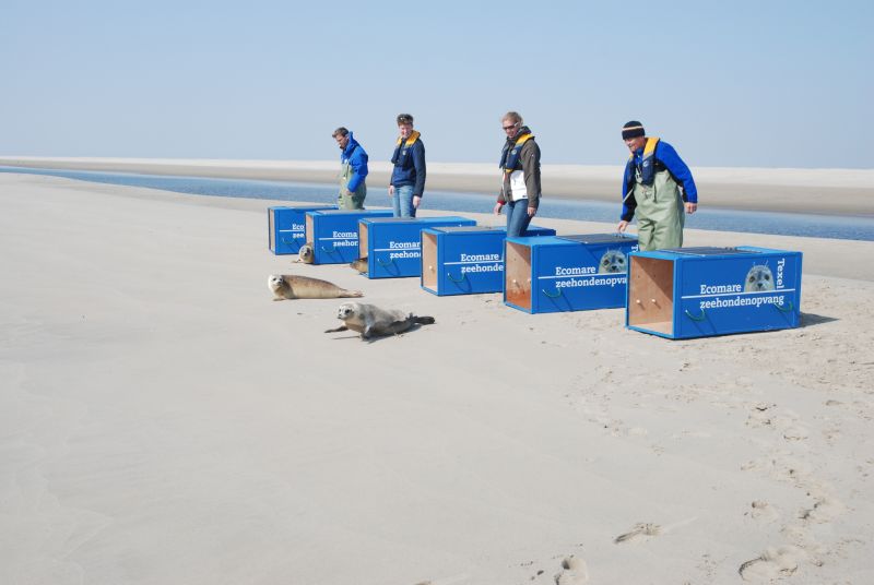 Uitzetten van zeehonden | © Ecomare