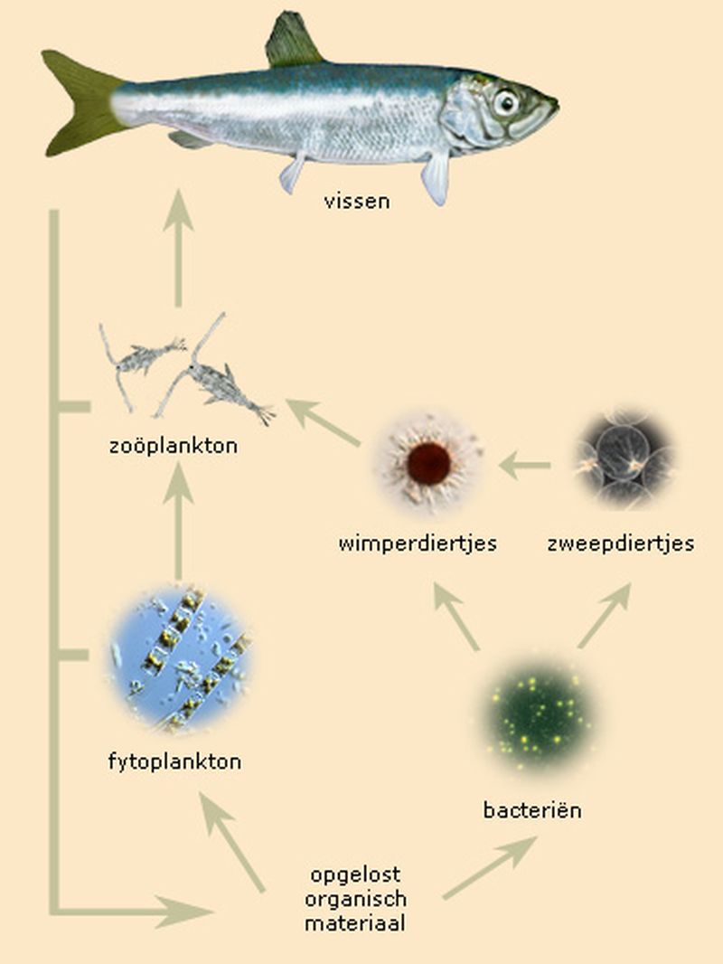 voedselwebdom | © Ecomare