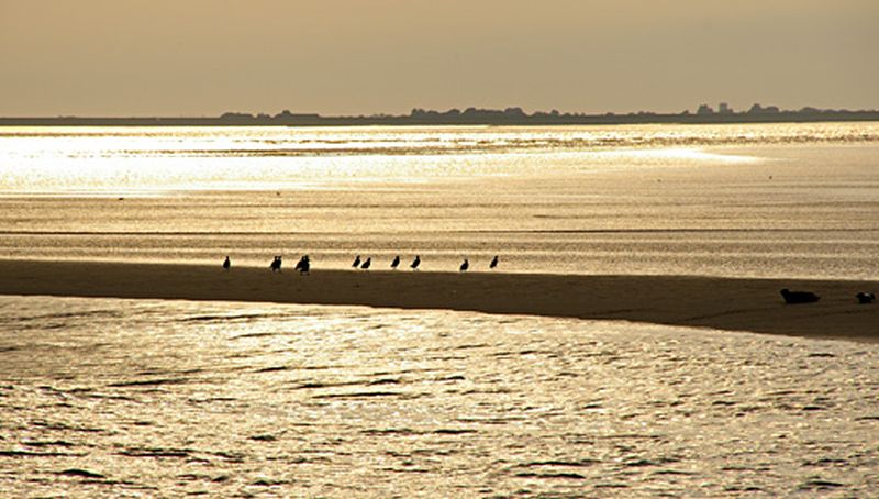 Vogels bij Pellworm | © Ecomare