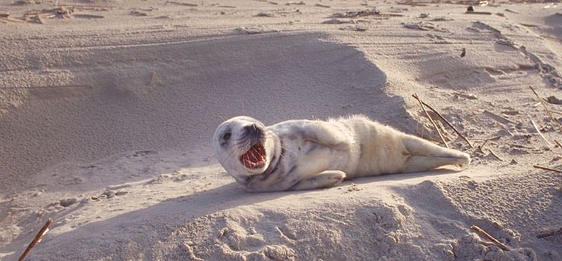 Jonge grijze zeehond, Texel 1992 | © Ecomare