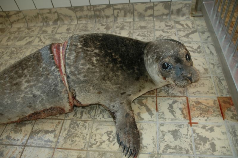Jonge zeehond met nylon draad | © Ecomare