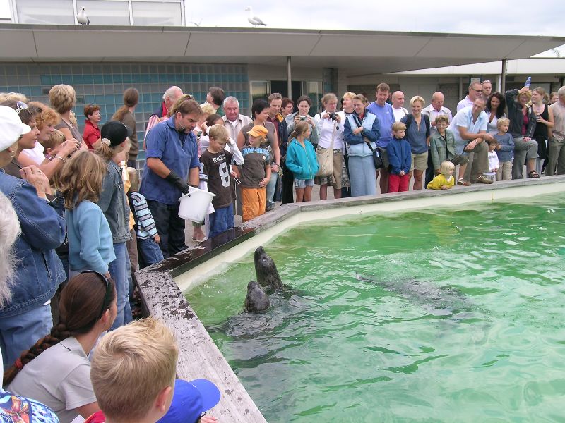 Zeehonden voeren op Ecomare Zeehonden voeren op Ecomare | © Ecomare