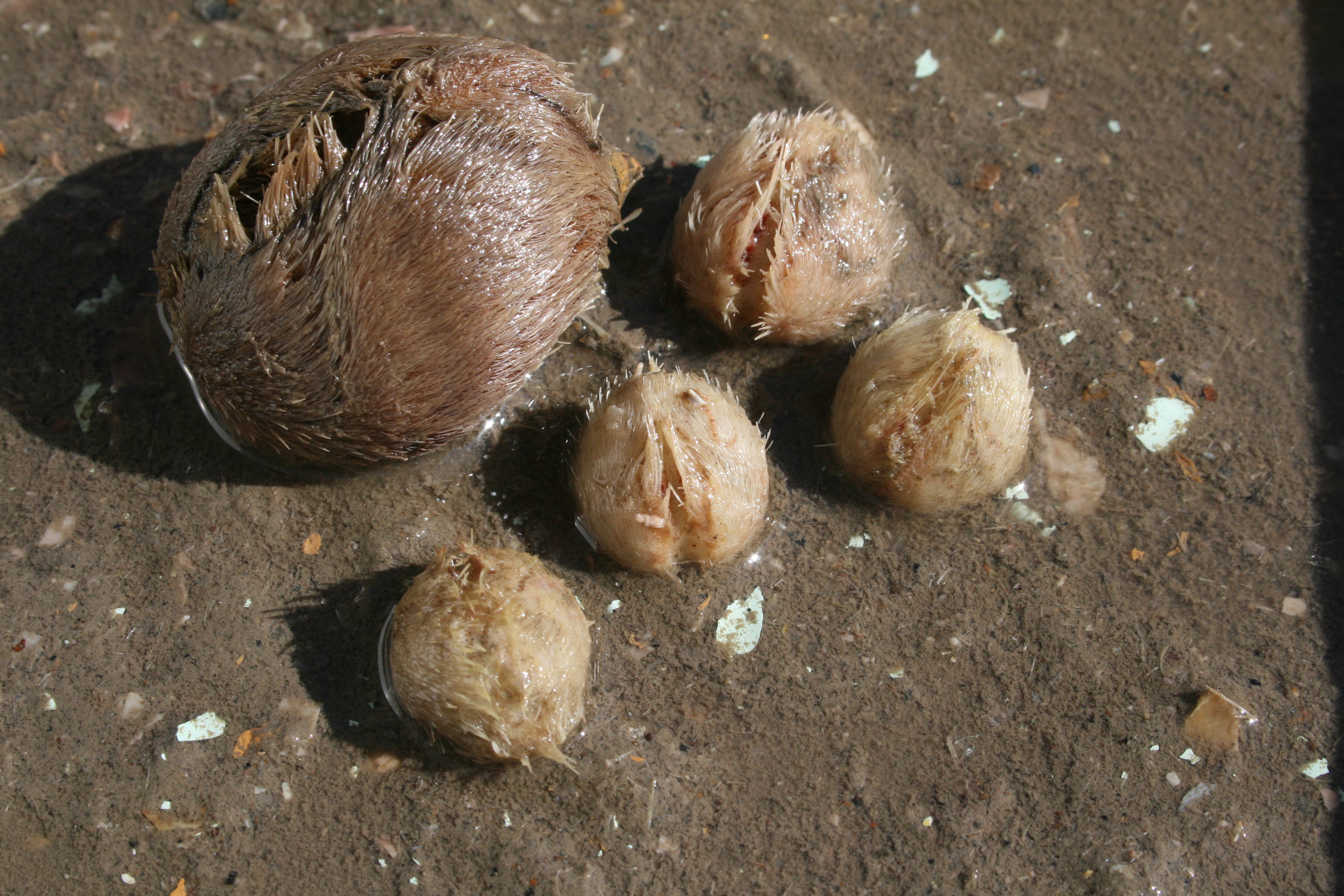 Zeeklit | © Ecomare