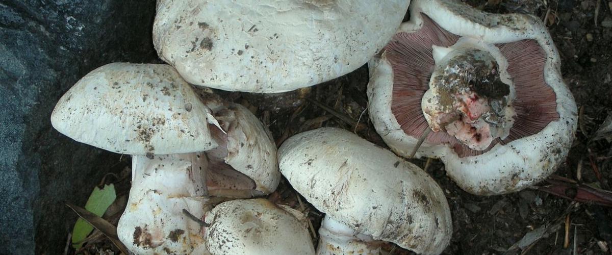Kwelderchampignon | CC-BY.SA.3.0, Ron Pastorino, Mushroom Observer (Agaricus bernardii)