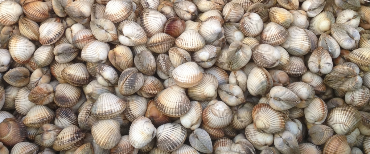 Gewone kokkel verkocht op de markt in Parijs | © Fockedey Nancy