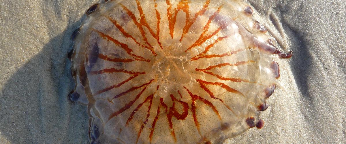 Kompaskwal | CC BY-SA 3.0 4028mdk09, Wikimedia Commons
