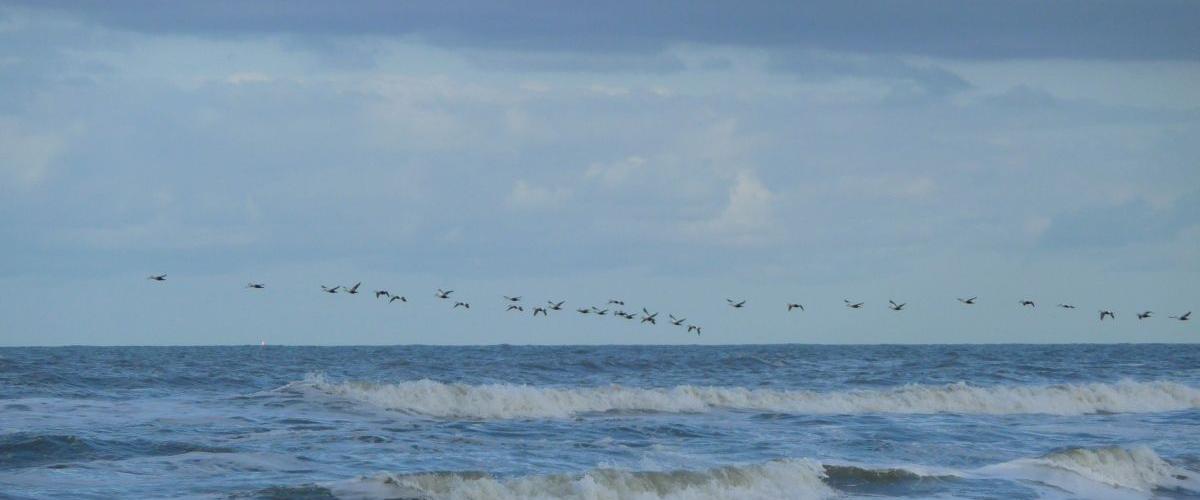 Noordzeevogels | CC BY-SA 3.0 4028mdk09, Wikimedia Commons