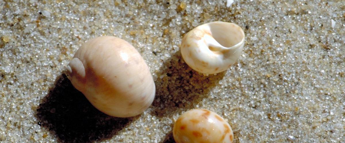 Glanzende tepelhorens | © Ecomare