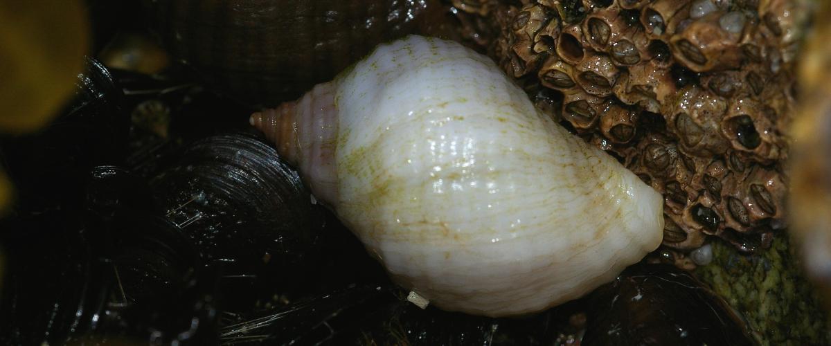 Purperslak | © Ecomare, Foto Fitis, Sytske Dijksen