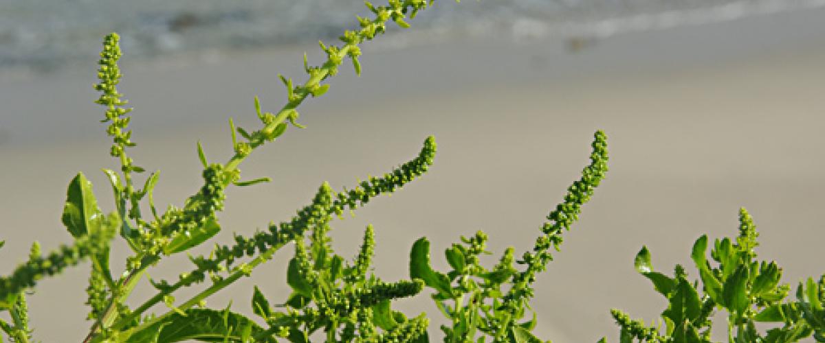 Strandbiet | © Foto Fitis, Sytske Dijksen