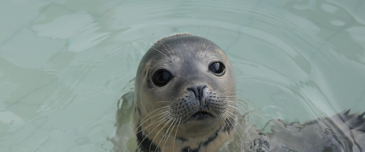 Jonge gewone zeehond | © Ecomare