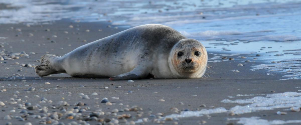 Gewone zeehond | © Ecomare, Salko de Wolf