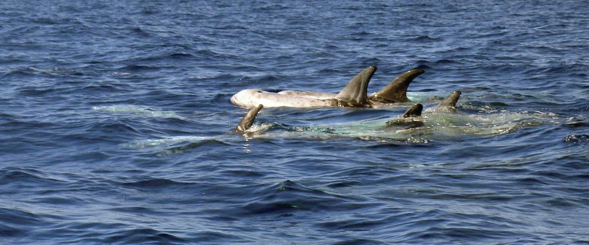 Grijze dolfijn Noordzee | © Ecomare