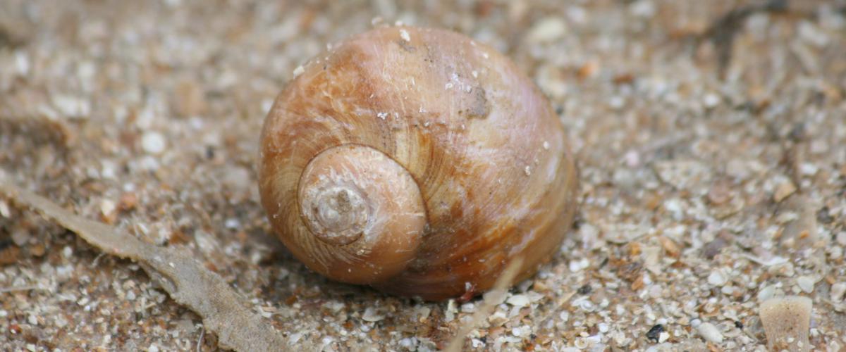 Grote tepelhoren | © Ecomare