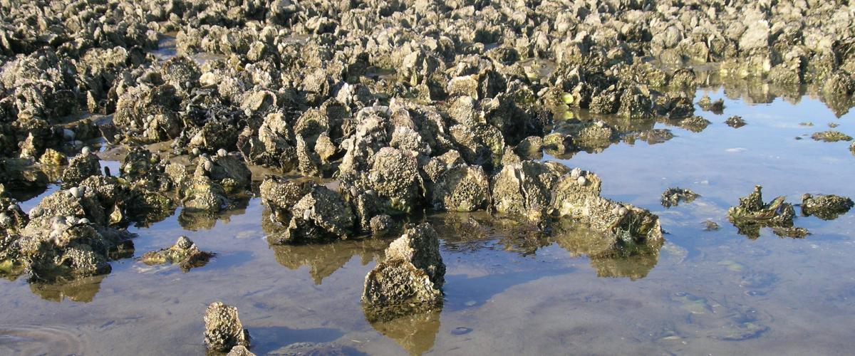 Rif van Japanse oesters in de Waddenzee | © Ecomare