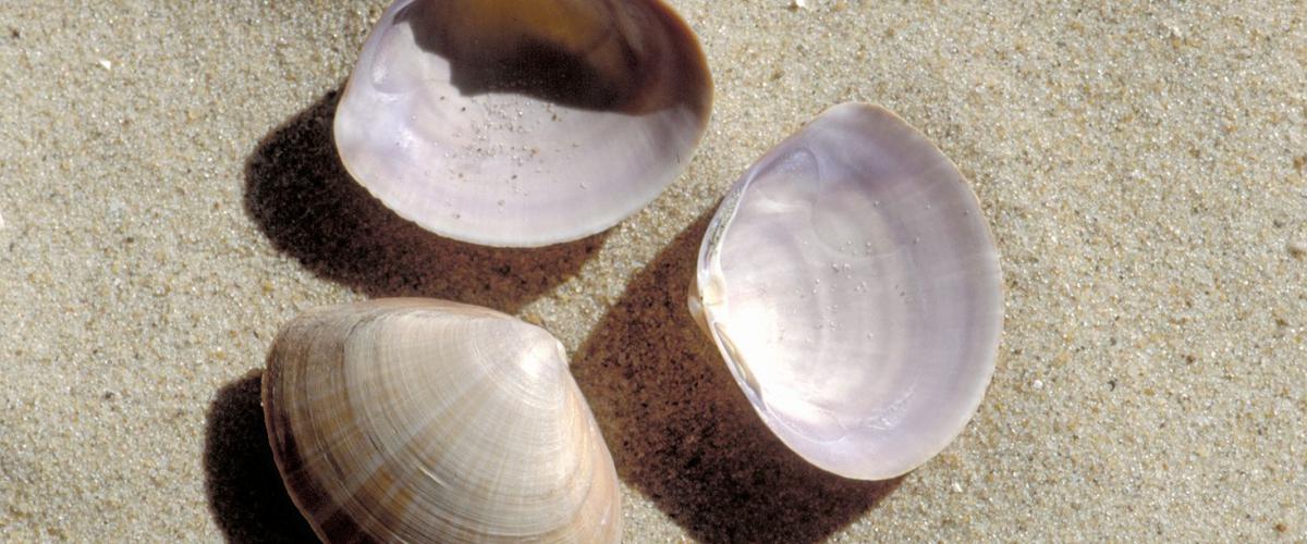 Grote strandschelp | © Ecomare, Sytske Dijksen