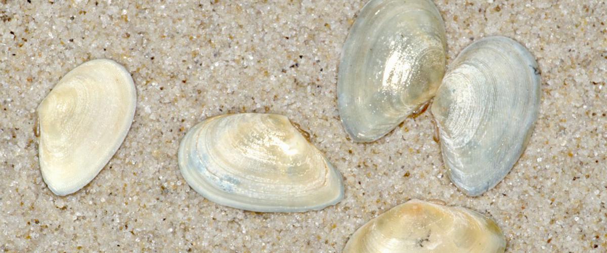 Rechtsgestreepte platschelp | © Ecomare, Sytske Dijksen