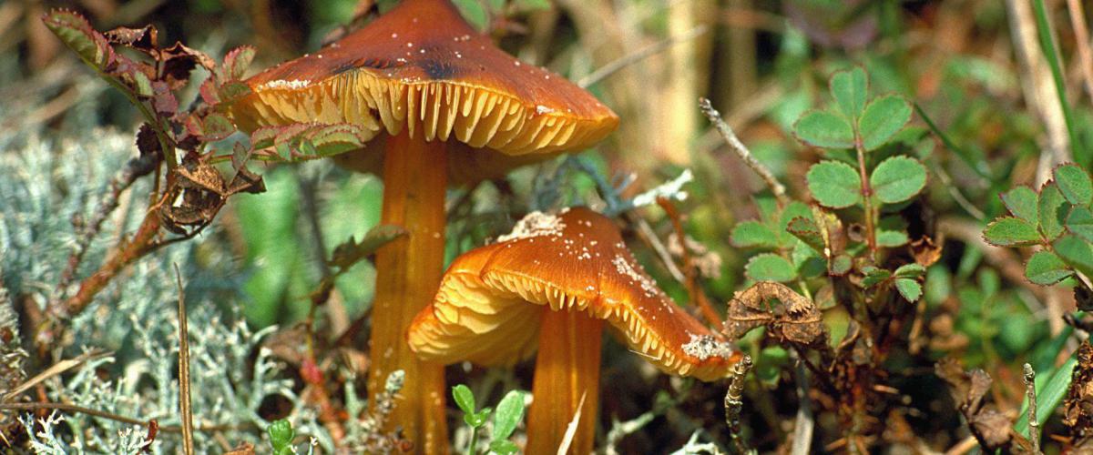 Zwartwordende wasplaat in de duinen | © Ecomare