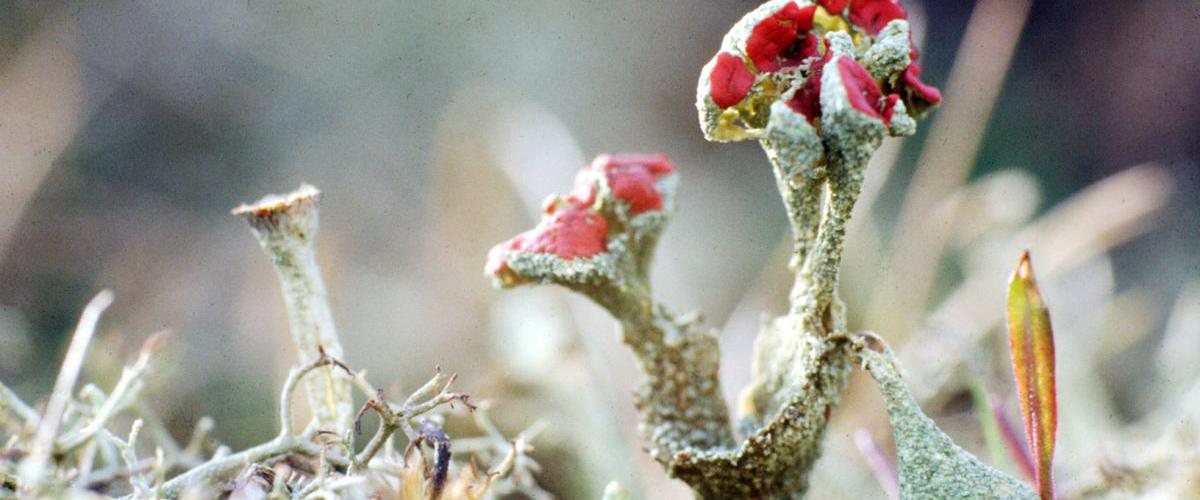 Rood bekermos | © Foto Fitis, Sytske Dijksen