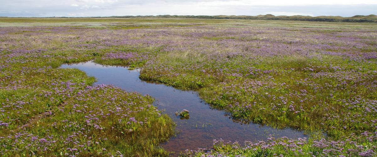 Kwelder De Slufter op Texel | © Ecomare