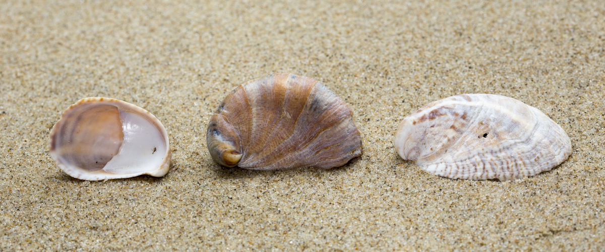 Strandvondst schelpen muiltje | © Misjel Decleer