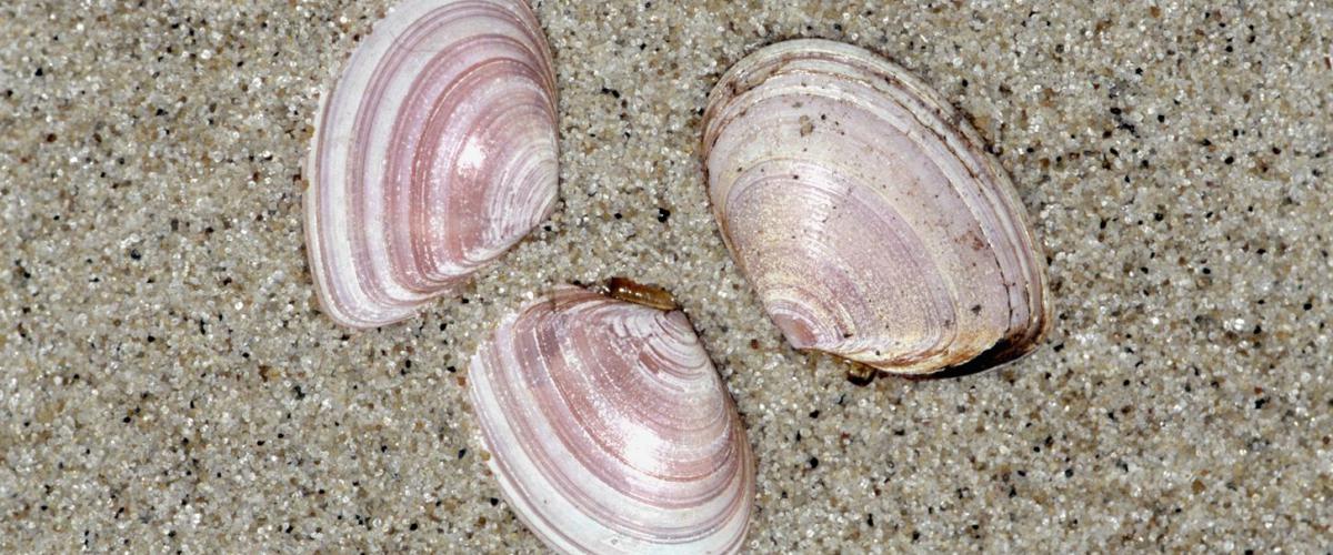 Tere platschelp | © Ecomare, Sytske Dijksen