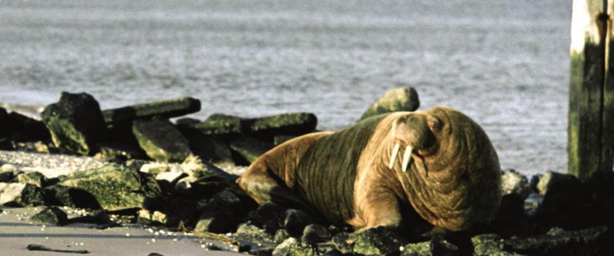 Walrus | © Ecomare
