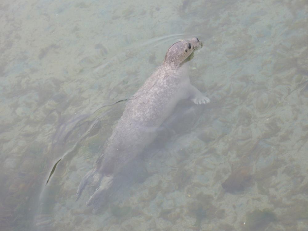 Mannetje gewone zeehond | Drow male - CC BY-SA 4.0 via Wikimedia Commons