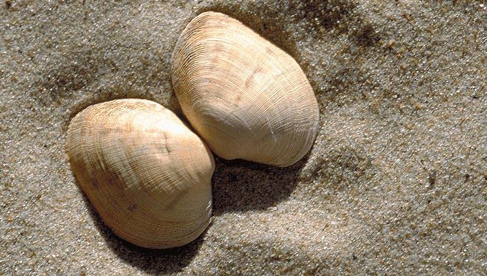 Gewone tapijtschelp | © Ecomare, Sytske Dijksen