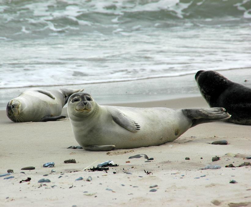 Gewone zeehond op wad | Baldhur - CC BY-SA 3.0 via Wikimedia Commons