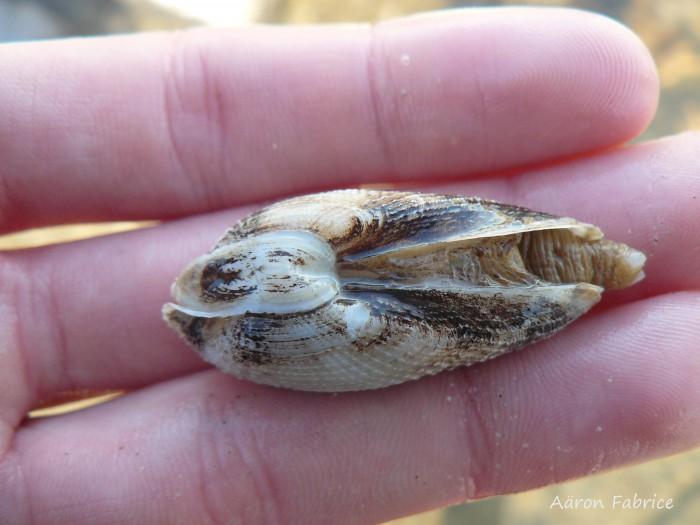 Levende witte boormossel, met derde schelpdeeltje dat boven de sluitspier zit goed zichtbaar | © marinespecies.org, Aäron Fabrice