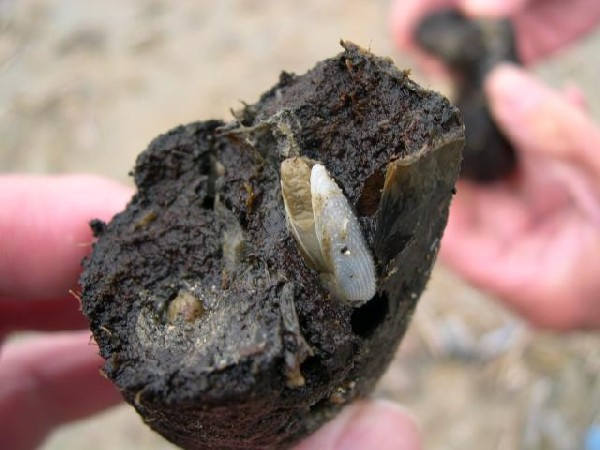 Witte boormossels in aangespoeld turf | © marinespecies.org, Filip Nuyttens