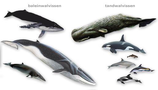 Collage walvissen | © Ecomare, Frits-Jan Maas