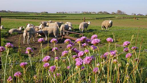 Engels gras | © Foto Fitis, Sytske Dijksen