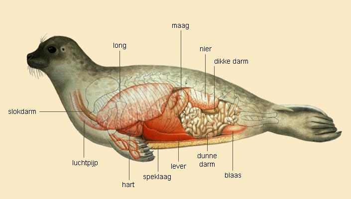 Anatomie van de zeehond | © M. Oberdorff