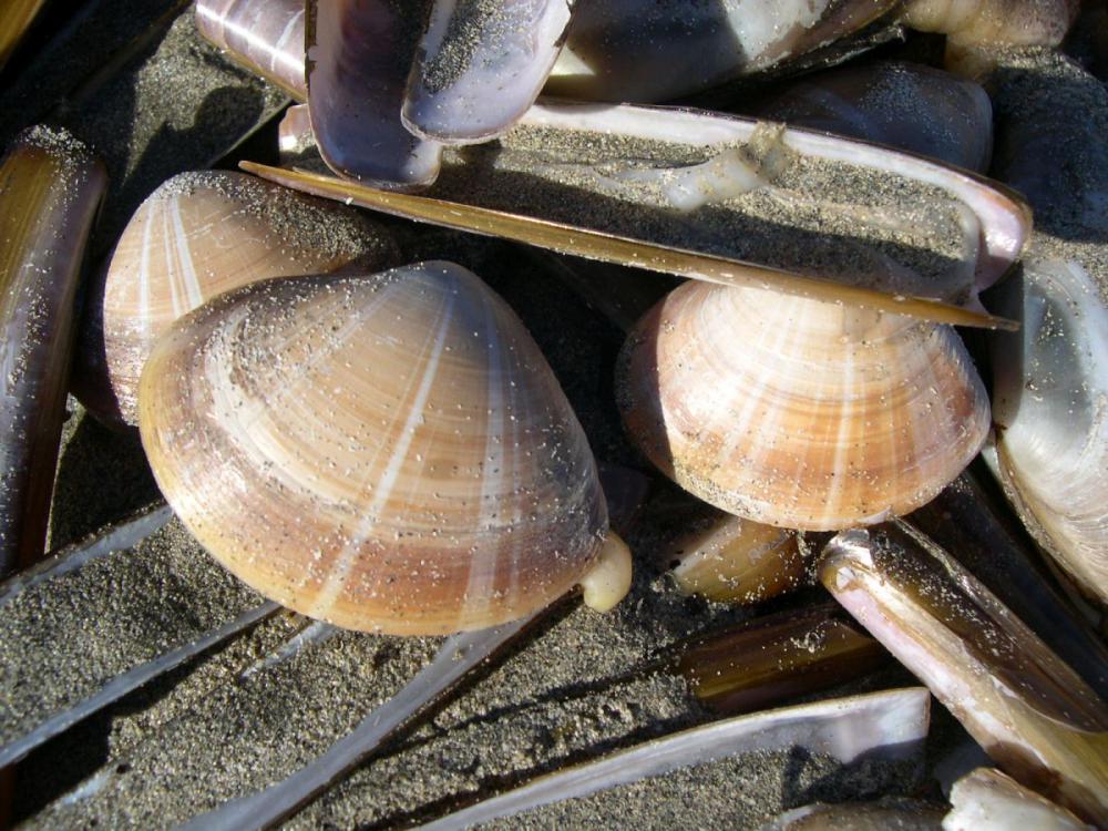 Grote strandschelpen | © Filip Nuyttens