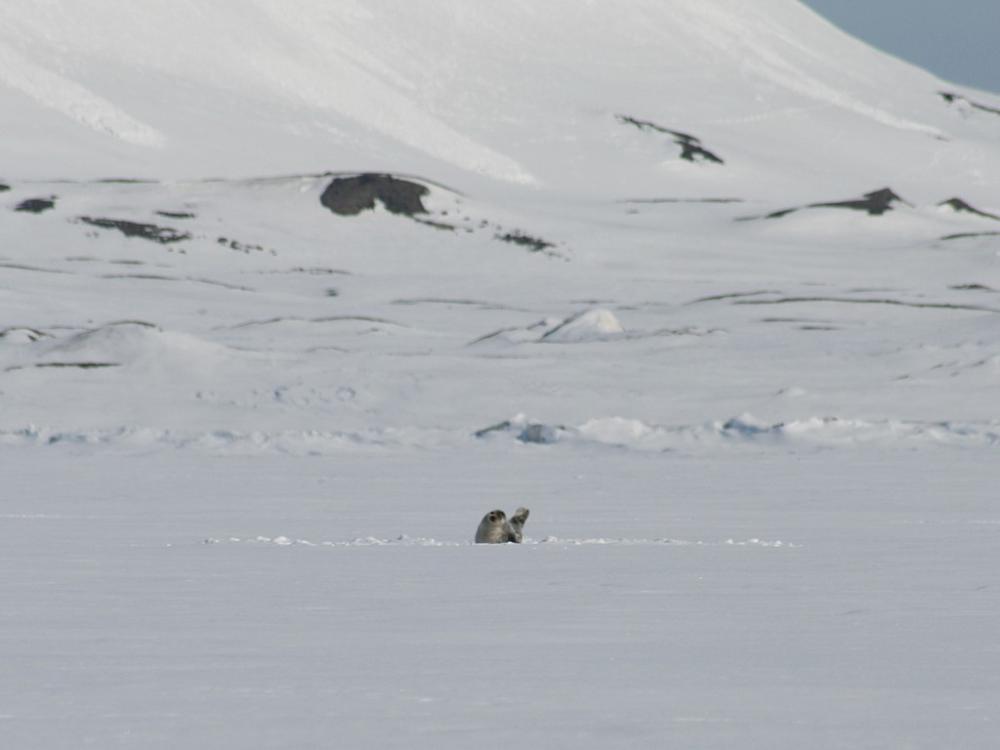Ringelrob op ijsplaat, oostkust Svalbard | © M.Buschmann - CC BY-SA 3.0 via Wikimedia Commons