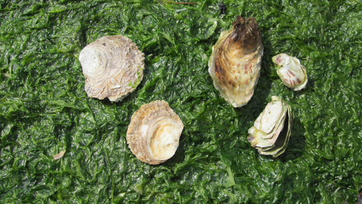 Platte oester (links) en Japanse oester (rechts) Platte en Japanse oester | © Nancy Fockedey