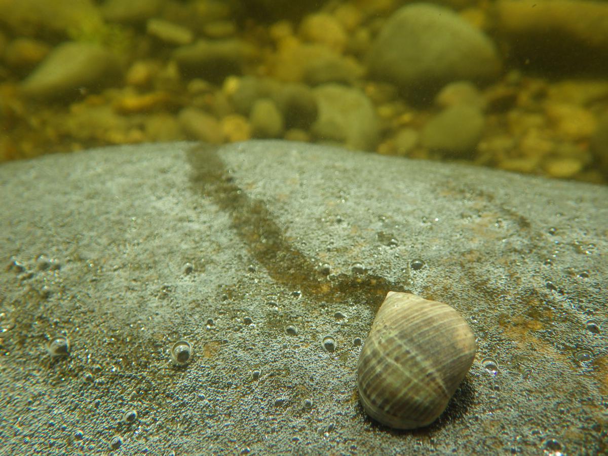 Gewone alikruik trekt slijmspoor op ondergrond. Gewone alikruik | © WoRMS, Julius A. Ellrich