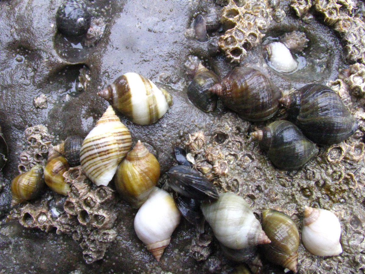 Grote kleurvariatie in de schelp bij de purperslak | © marinespecies.org, Warreyn Godfried