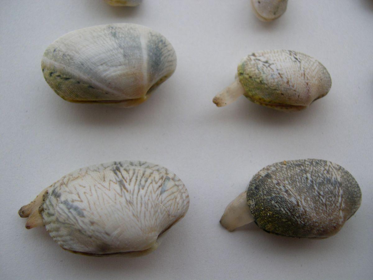 Kleine tapijtschelp | © WoRMS, Filip Nuytten