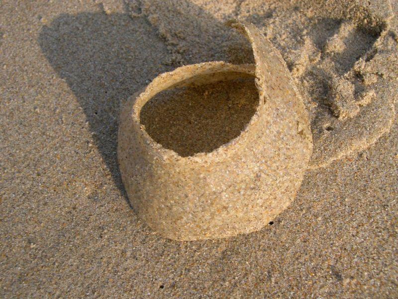 Kraagvormig eierkapsel van grote tepelhoren | © WoRMS, Filip Nuyttens