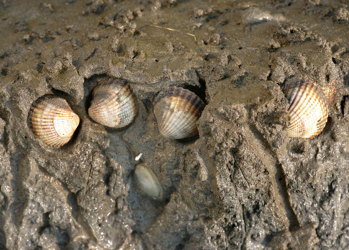 Ingegraven kokkels blootgelegd | © Misjel Decleer