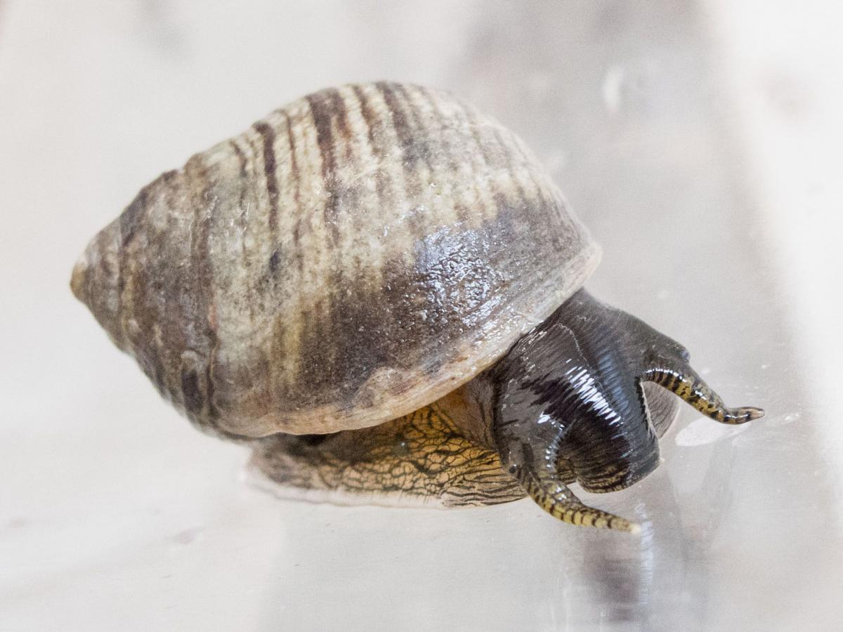 Gewone alikruik Gewone alikruik | © WoRMS, Claude Nozères